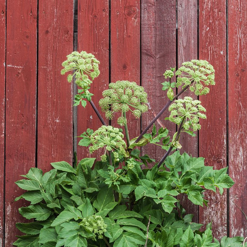 Angélique officinale - Angelica archangelica (Plant habit)