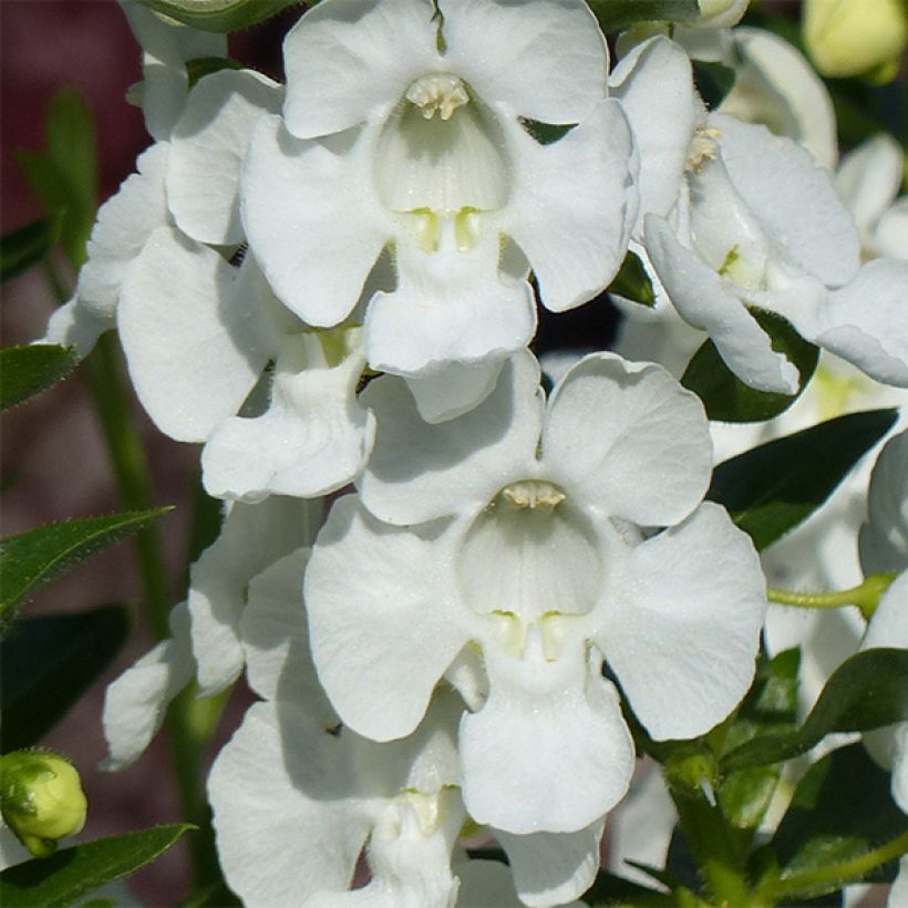 Angélonia Angelface Carrara White (Flowering)