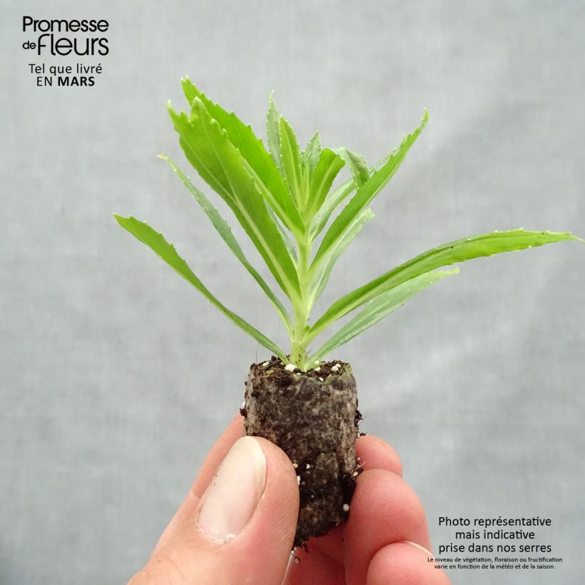 Example of Angélonia Angelface Carrara White Mini-motte Ø 1,5/2,5 cm, Plant vert de 5 à 10 cm de haut as you get in printemps