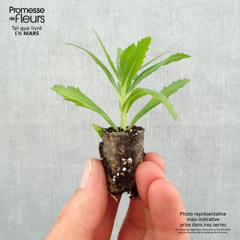 Example of Angélonia Angelface Wedgewood Blue Mini-motte Ø 1,5/2,5 cm, Plant vert de 5 à 10 cm de haut as you get in printemps