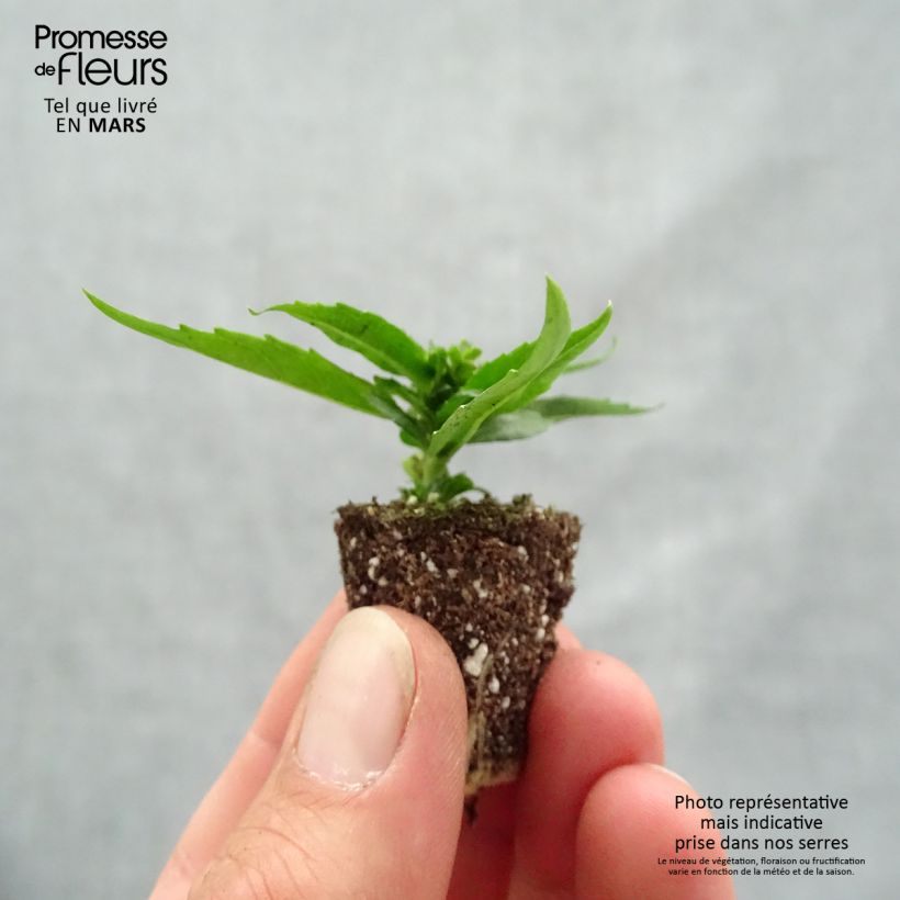 Example of Angélonia Archangel Cherry Red Mini-motte Ø 1,5/2,5 cm as you get in printemps