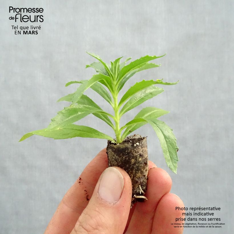 Example of Angelonia Archangel Dark Purple Mini-motte Ø 1,5/2,5 cm as you get in printemps