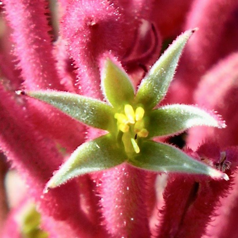 Anigozanthos Bush Pearl (Flowering)
