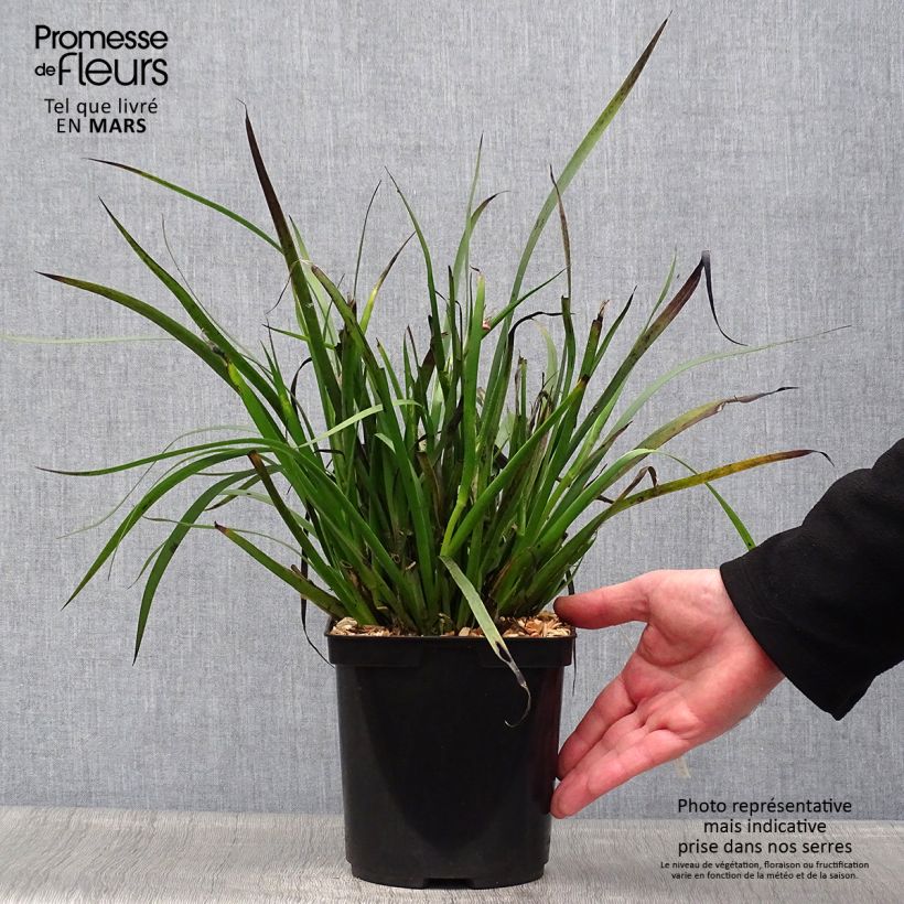 Example of Anigozanthos Bush Pearl Pot de 2L/3L as you get in printemps