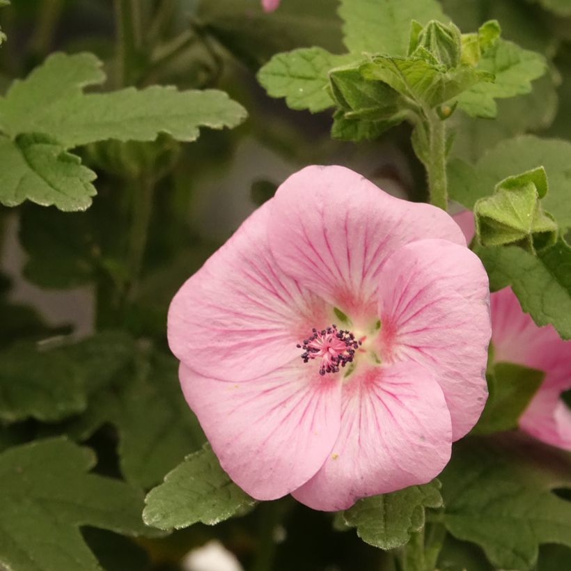 Anisodontea Cotton Candy Pink - Mauve du Cap (Floraison)