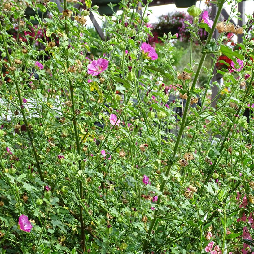 Anisodontea Lady in Pink (Plant habit)