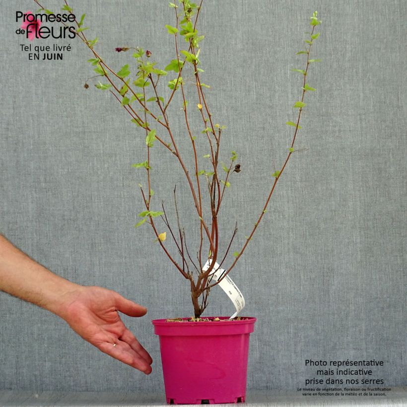 Spécimen de Anisodontea capensis El Rayo - Mauve arbustive du Cap Pot de 3L/4L tel que livré en été