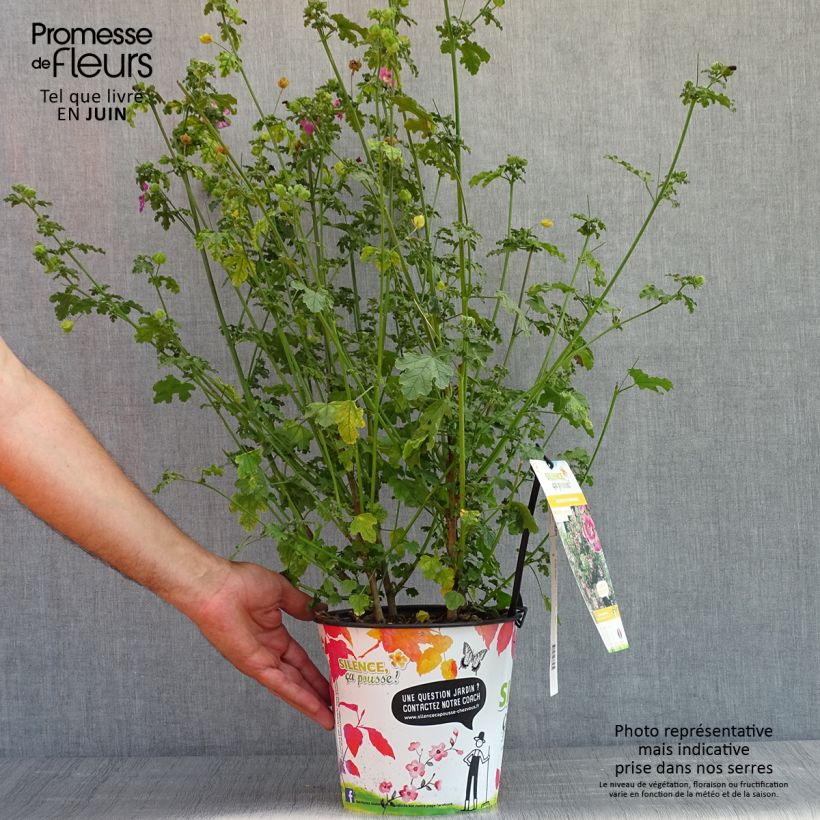 Spécimen de Anisodontea capensis El Rayo - Mauve arbustive du Cap Pot de 3L/4L tel que livré au printemps