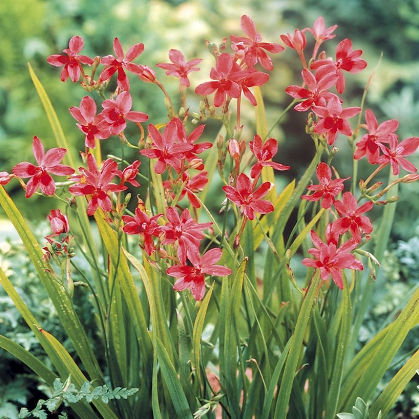 Anomatheca laxa - Freesia ou Lapeirousia (Port)