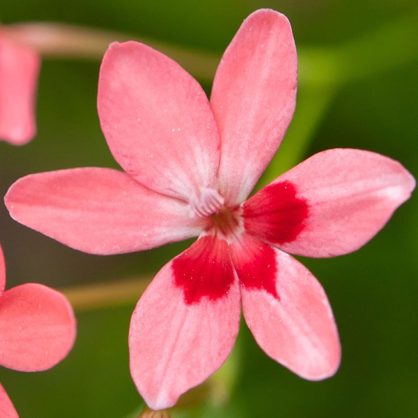 Anomatheca laxa - Freesia ou Lapeirousia (Floraison)