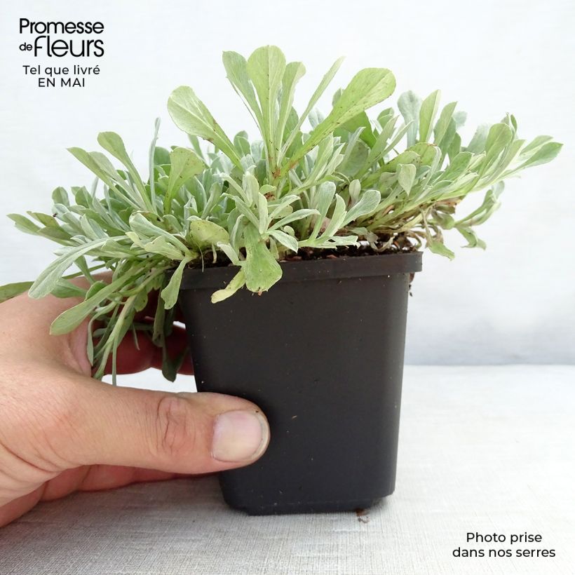 Example of Antennaria dioica Borealis - Pied de Cha Godet de 8/9 cm as you get in printemps
