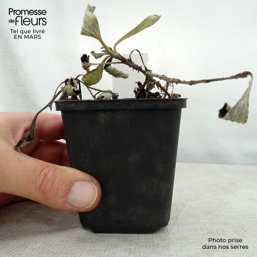 Example of Antennaria plantaginifolia - Antennaire à feuilles de plantain Godet de 8/9 cm as you get in printemps