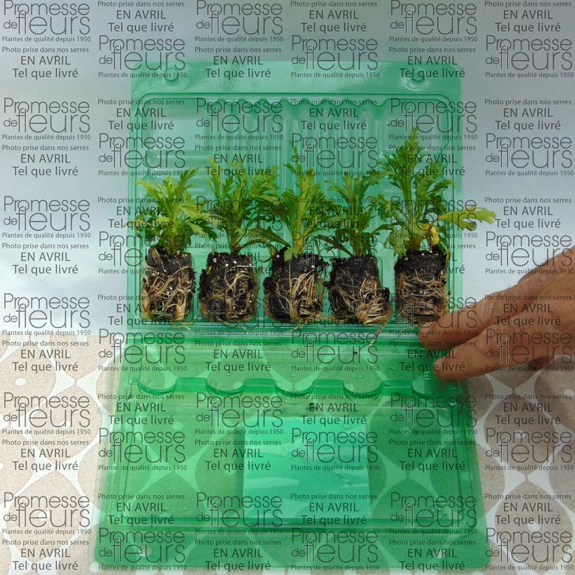 Example of Anthémis Butterfly Yellow Mini-motte Ø 3/4 cm, Livré en plant vert de 5 à 10 cm de hauteur as you get