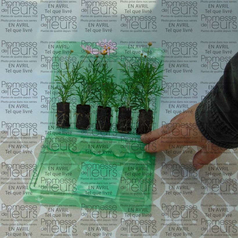 Example of Anthémis Daisy Crazy Summit Pink Mini-motte Ø 3/4 cm, Livré en plant vert de 5 à 10 cm de hauteur as you get