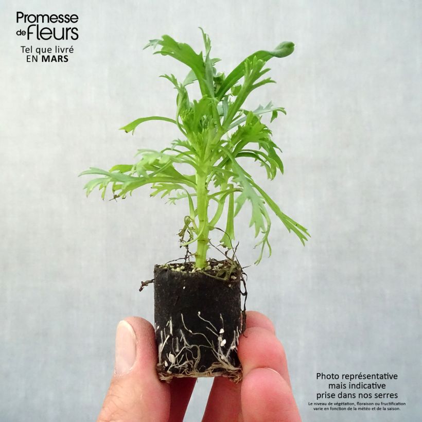 Example of Anthémis Everest blanc Mini-motte Ø 3/4 cm, Livré en plant vert de 5 à 10 cm de hauteur as you get in printemps