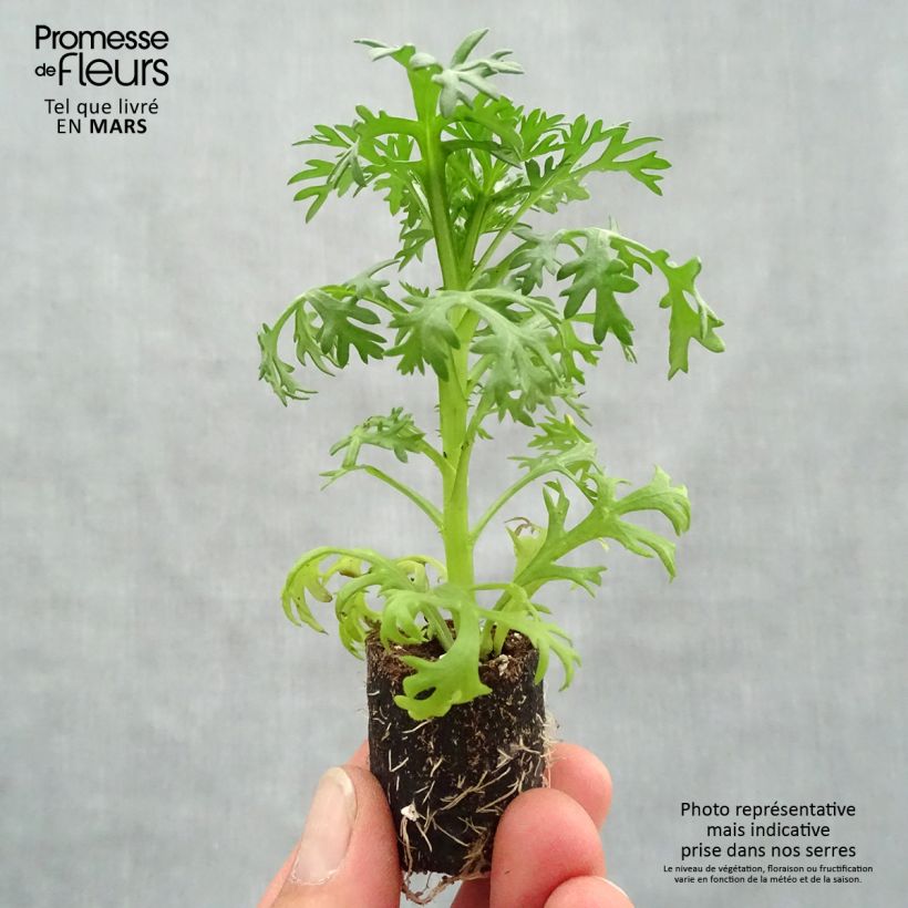 Spécimen de Anthémis Grandaisy Ruby Mini-motte Ø 3/4 cm tel que livré au printemps