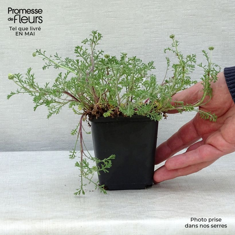 Spécimen de Anthemis carpatica Karpatenschnee - Camomille des monts Carpates Karpatenschnee Godet de 8/9 cm tel que livré au printemps