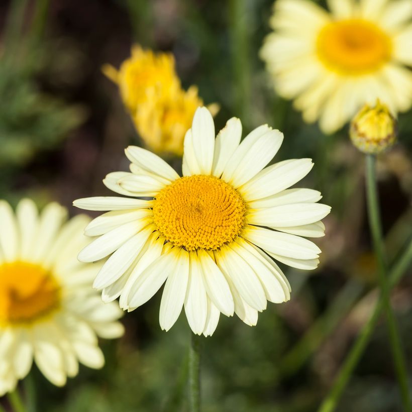 Anthemis tinctoria E.C. Buxton - Fausse Camomille (Flowering)