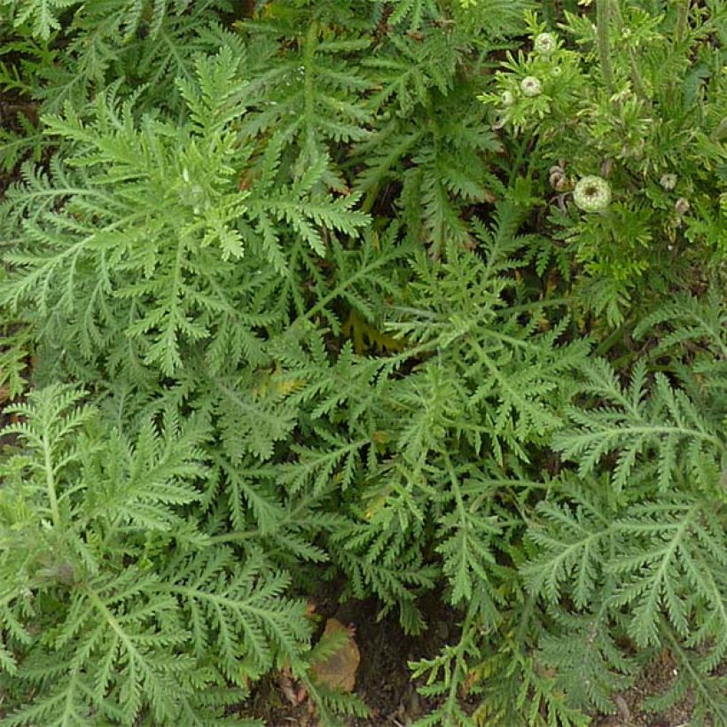 Anthemis tinctoria E.C. Buxton - Fausse Camomille (Foliage)