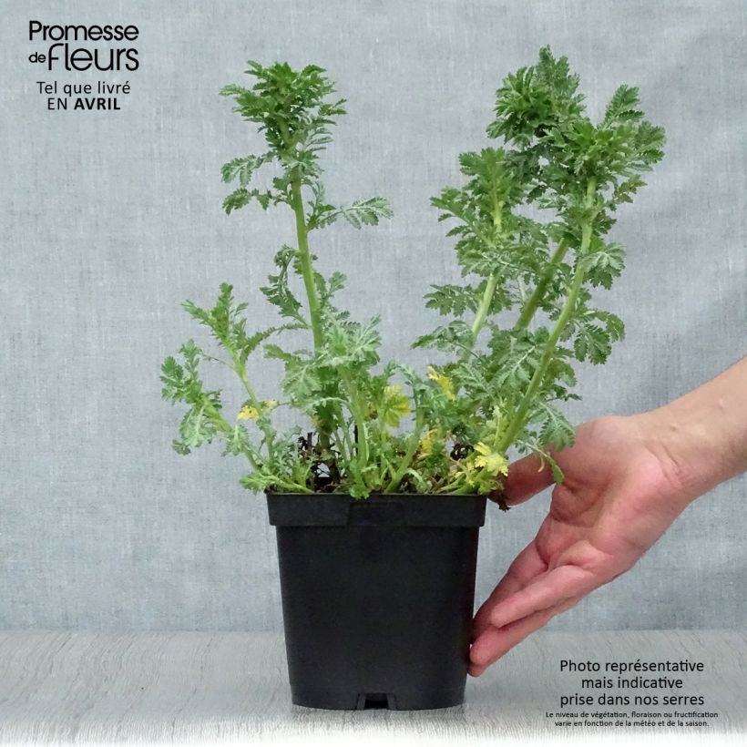 Example of Anthemis tinctoria E.C. Buxton - Fausse Camomille Pot de 2L/3L as you get in printemps