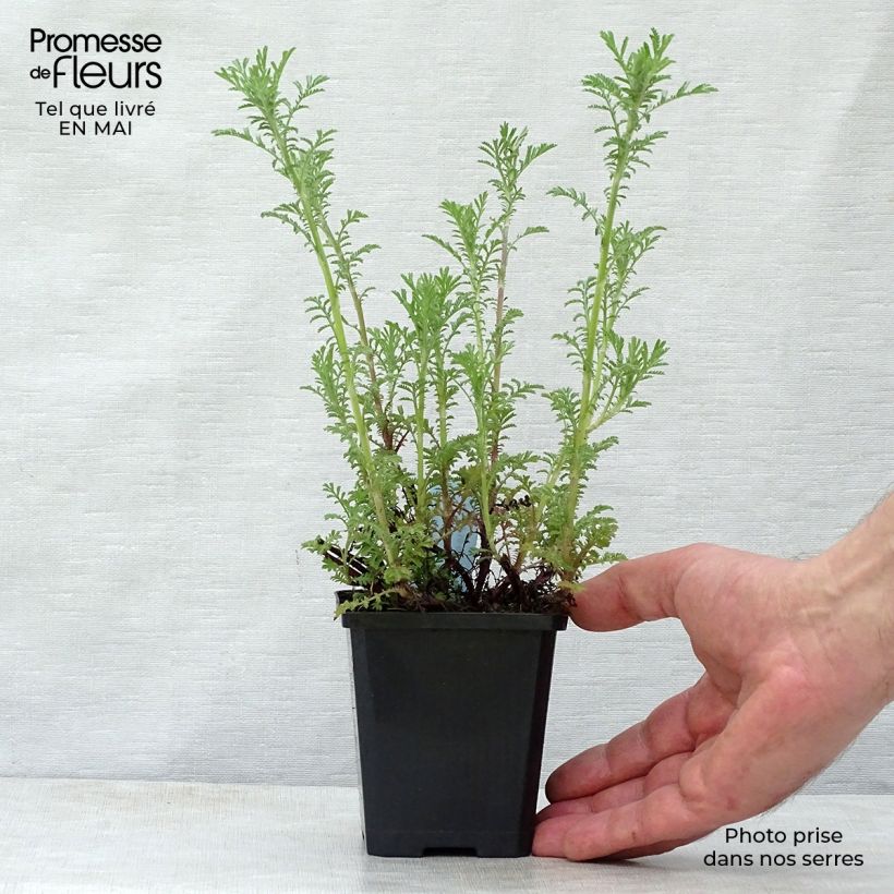 Example of Anthemis tinctoria Kelwayi Godet de 8/9 cm as you get in printemps