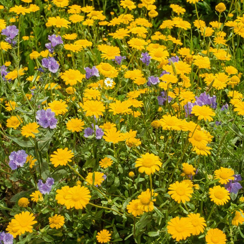 Anthemis tinctoria Kelwayi (Plant habit)