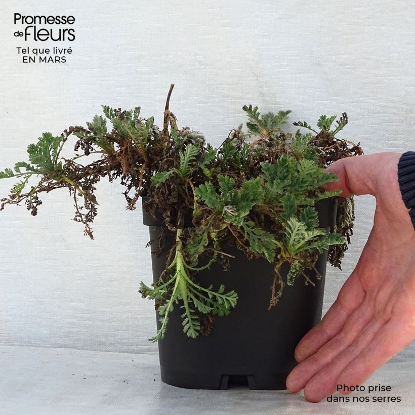 Example of Anthemis tinctoria Sauce Hollandaise - Fausse Camomille Pot de 2L/3L as you get in printemps