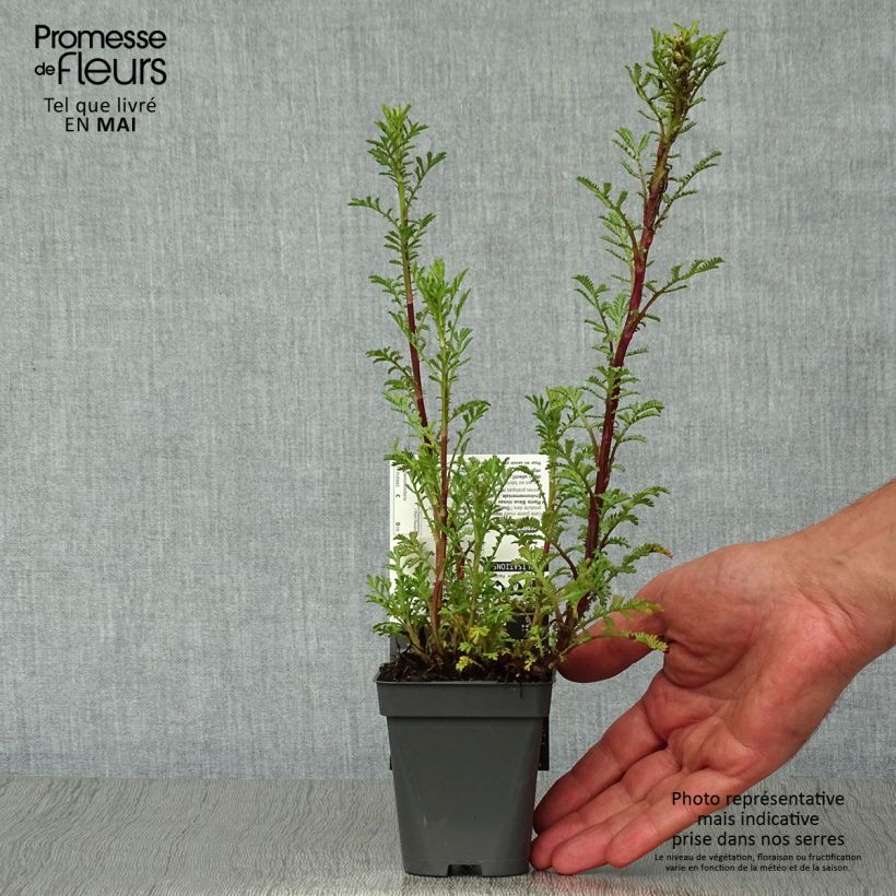 Spécimen de Anthemis tinctoria Wargrave Variety - Camomille des teinturiers Godet de 8/9 cm tel que livré au printemps