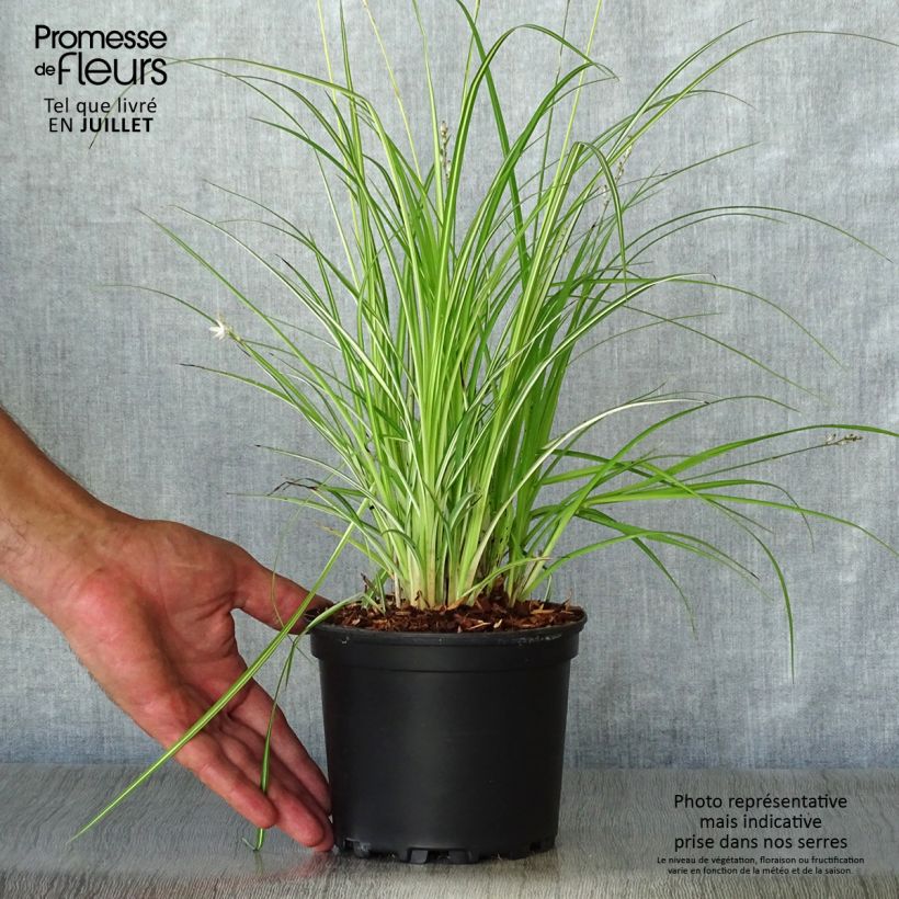 Spécimen de Anthericum saundersiae Starlight - Chlorophytum panaché Pot de 1,5L/2L tel que livré en été