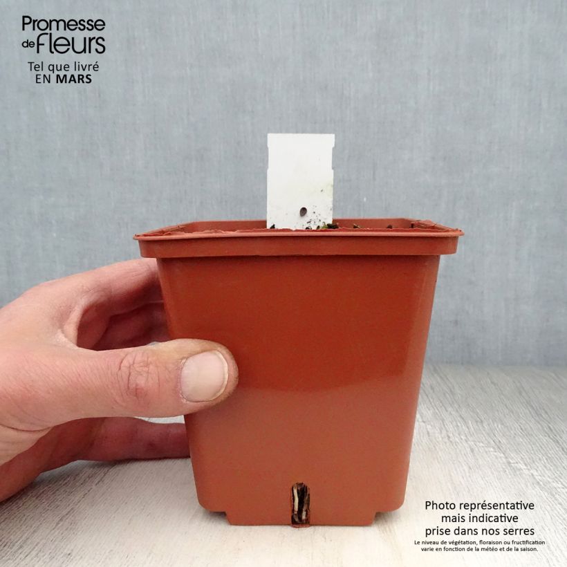 Example of Anthericum saundersiae Starlight - Chlorophytum panaché Godet de 8/9 cm as you get in printemps