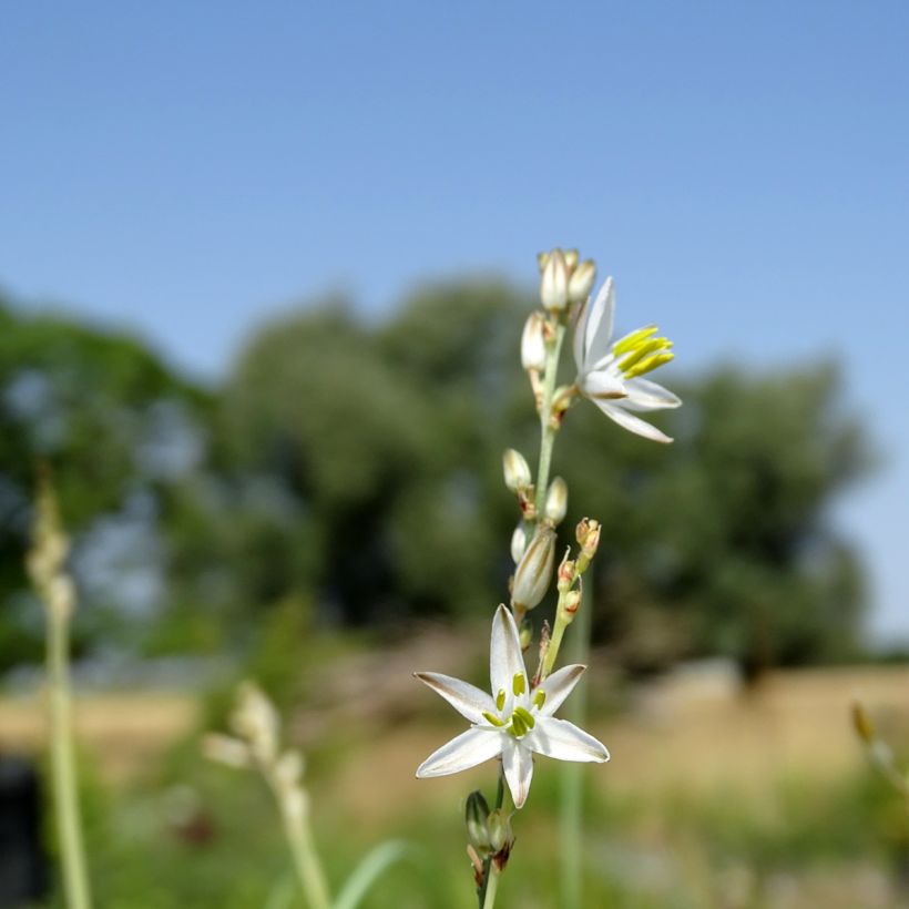 Anthericum saundersiae Starlight - Chlorophytum panaché (Flowering)