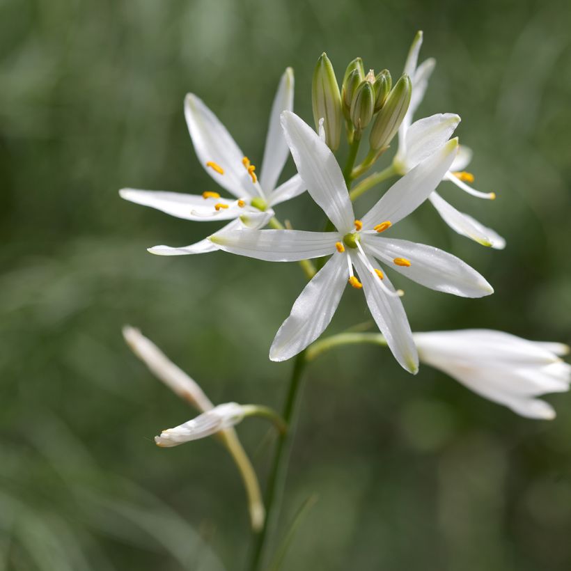 Phalangère à fleurs de lis - Anthericum liliago (Flowering)