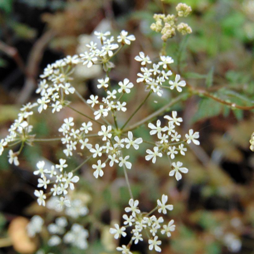 Anthriscus sylvestris Ravenswing - Cerfeuil sauvage (Flowering)