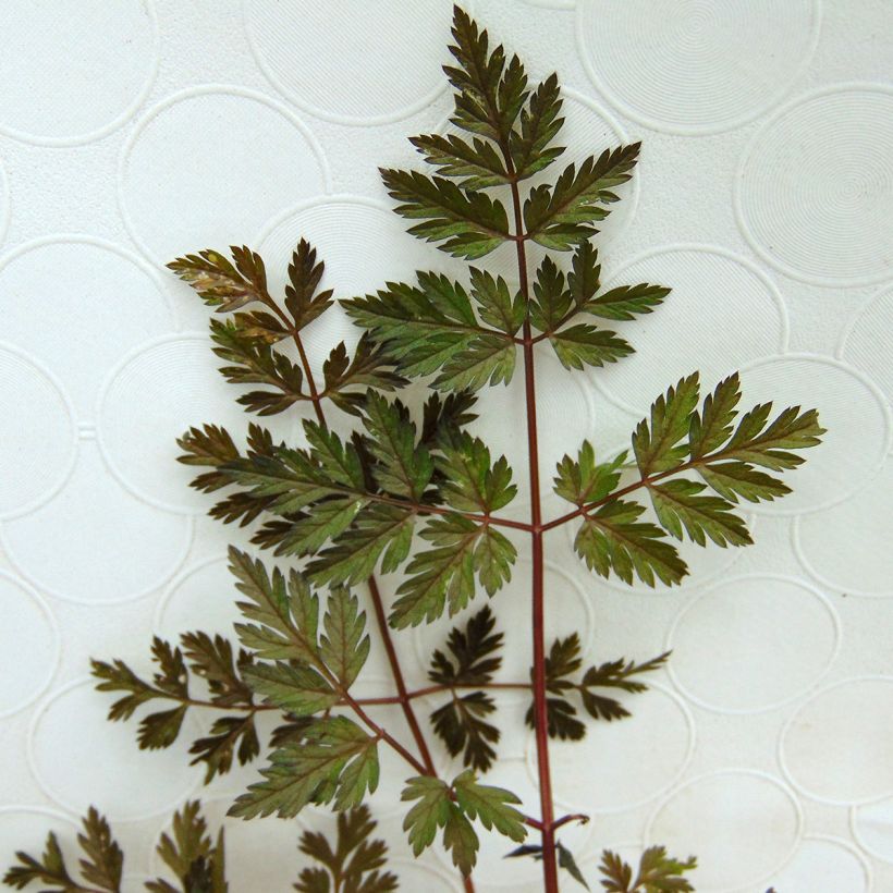 Anthriscus sylvestris Ravenswing - Cerfeuil sauvage (Foliage)