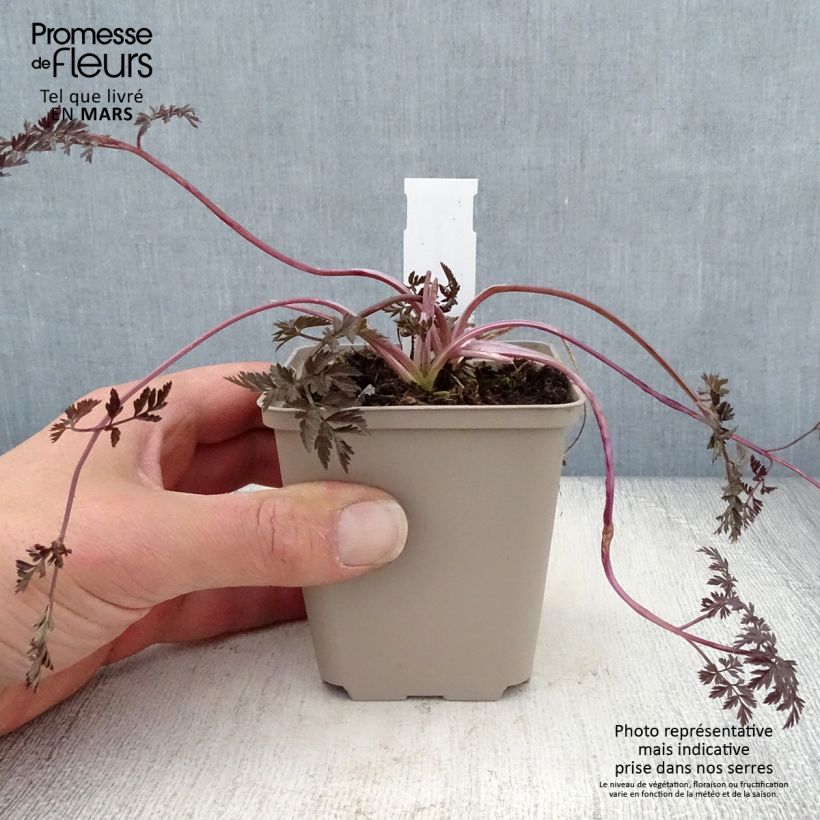 Example of Anthriscus sylvestris Ravenswing - Cerfeuil sauvage Godet de 8/9 cm as you get in printemps