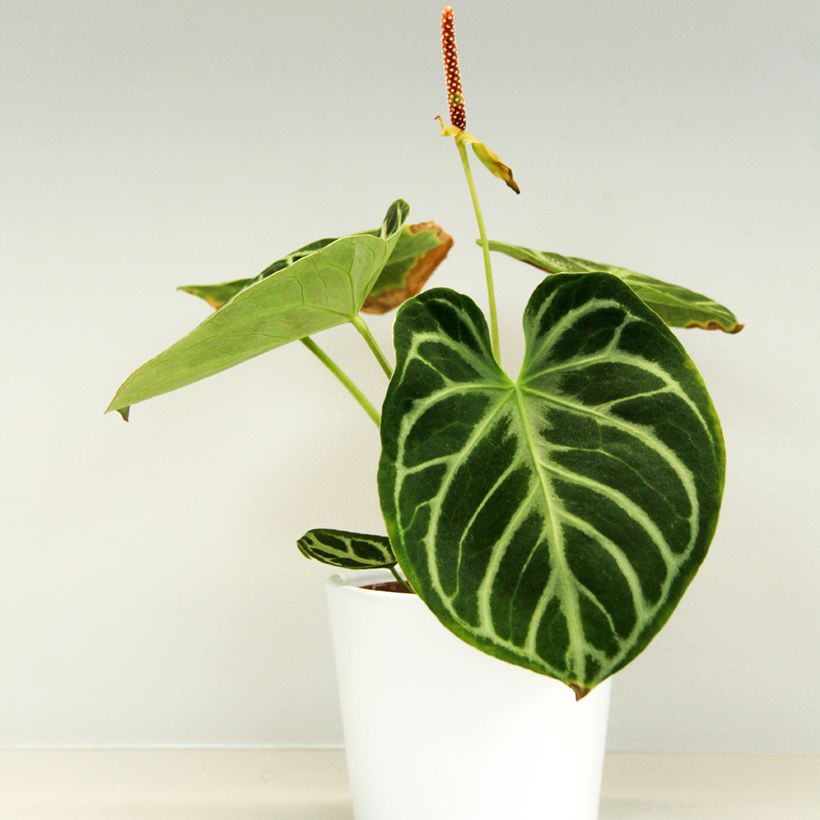 Anthurium Dorayaki (Plant habit)