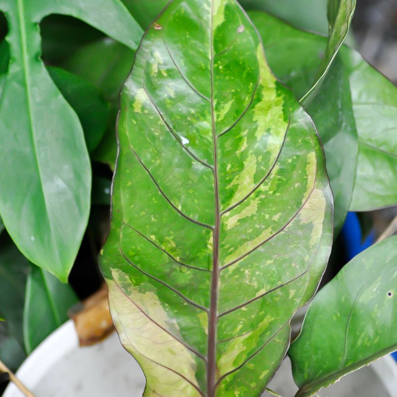 Anthurium Renaissance Variegata (Foliage)