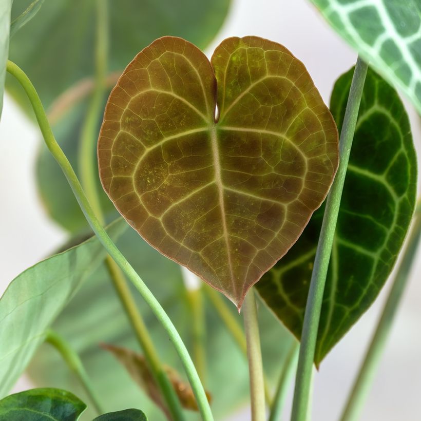 Anthurium clarinervium (Foliage)
