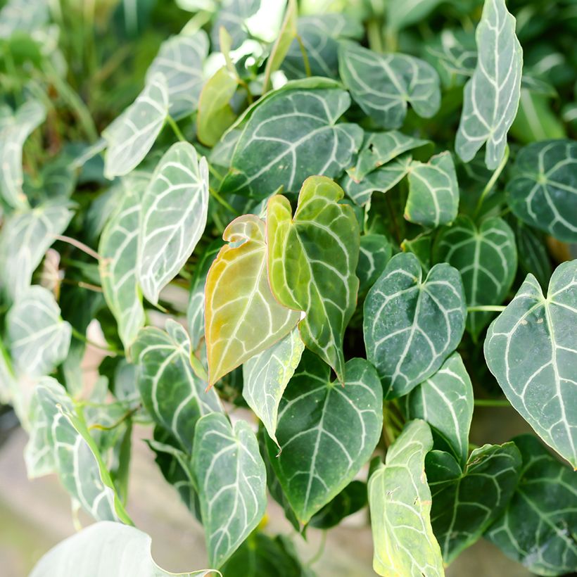 Anthurium crystallinum (Foliage)