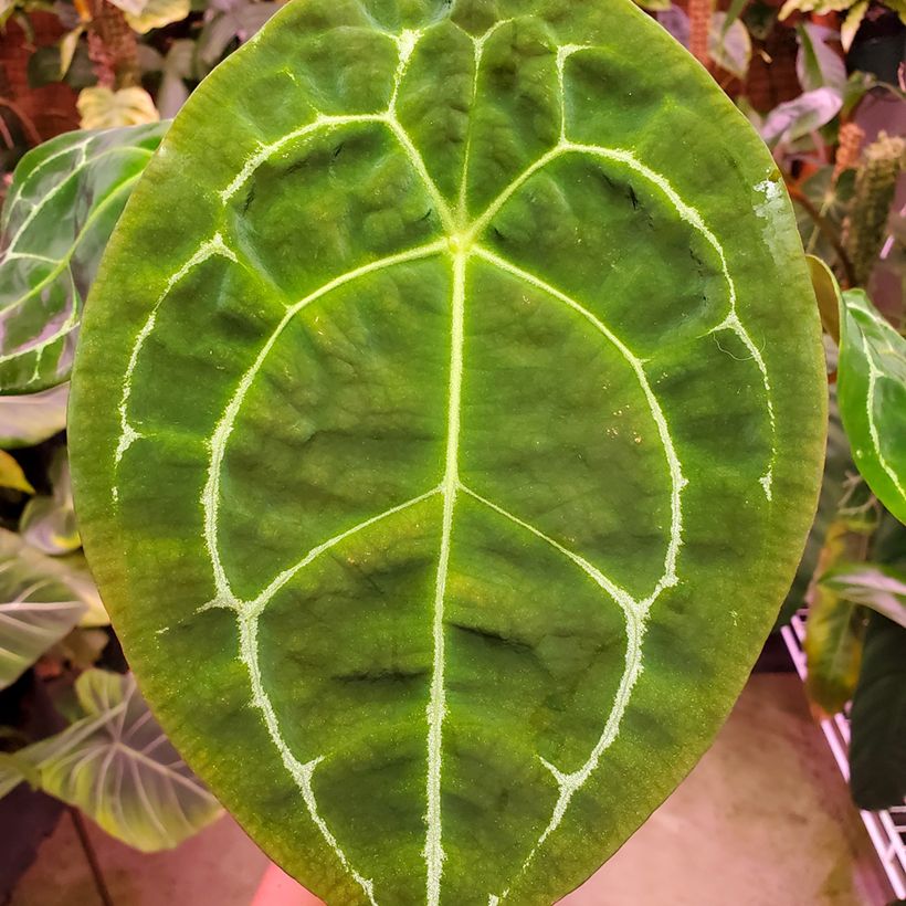 Anthurium forgetii (Foliage)