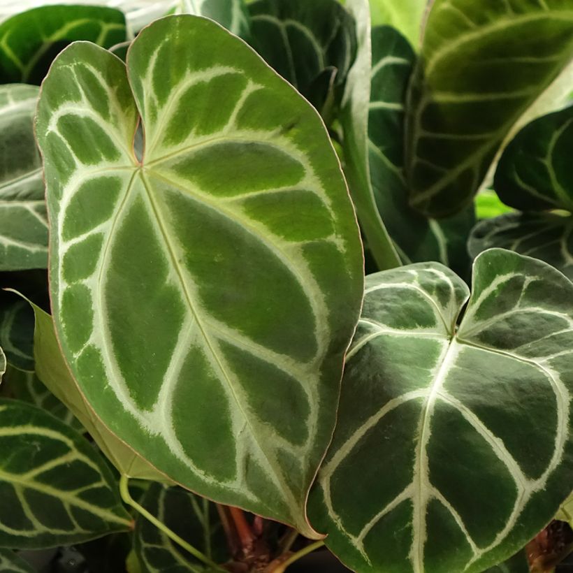 Anthurium magnificum (Foliage)