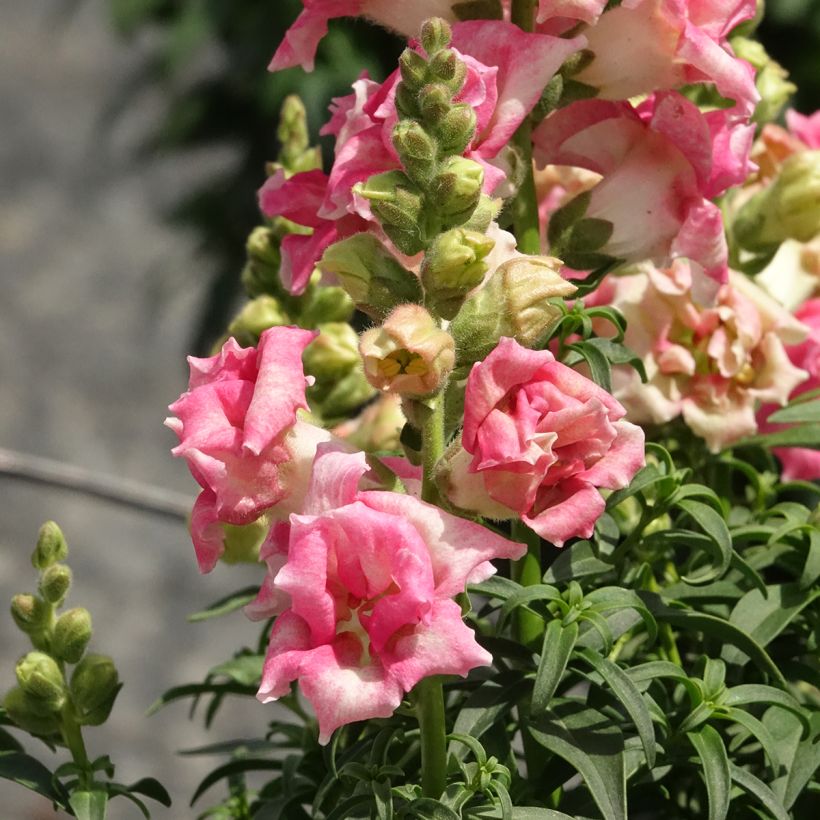 Graines de Muflier Sweet Duet Appleblossom - Antirrhinum majus (Floraison)
