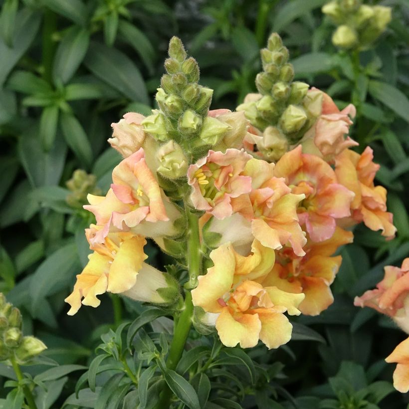 Graines de Muflier Sweet Duet Citrus - Antirrhinum majus (Port)