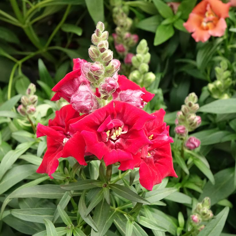 Graines de Muflier Sweet Duet Deep Red - Antirrhinum majus (Flowering)