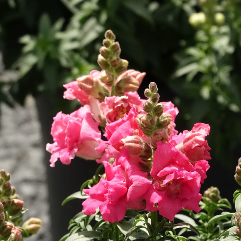 Graines de Muflier Sweet Duet Rose Shades - Antirrhinum majus (Floraison)