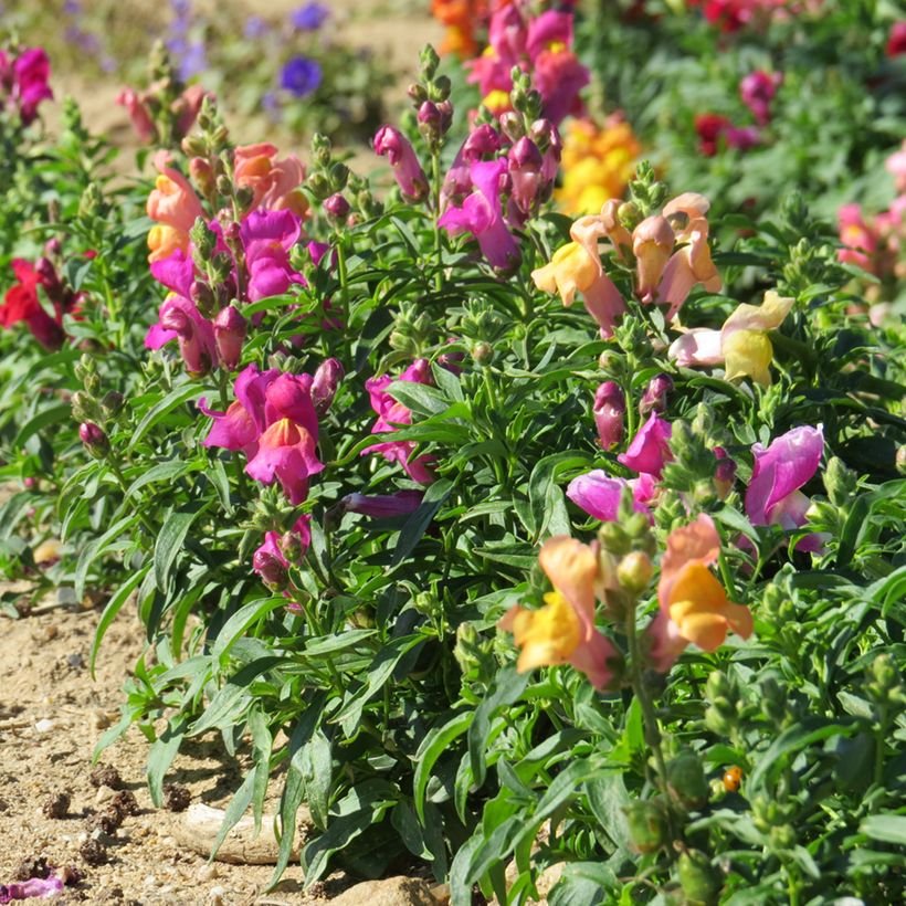 Graines de Muflier nain Emerald Isles - Antirrhinum majus pumilum (Port)