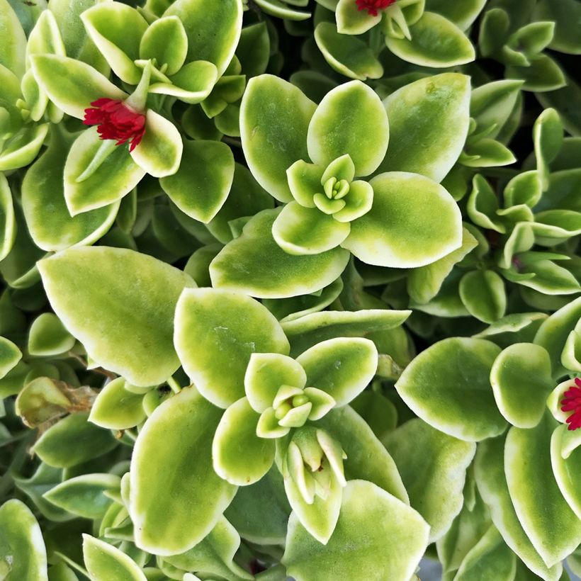 Aptenia cordifolia Variegata - Ficoide à feuilles en coeur (Foliage)