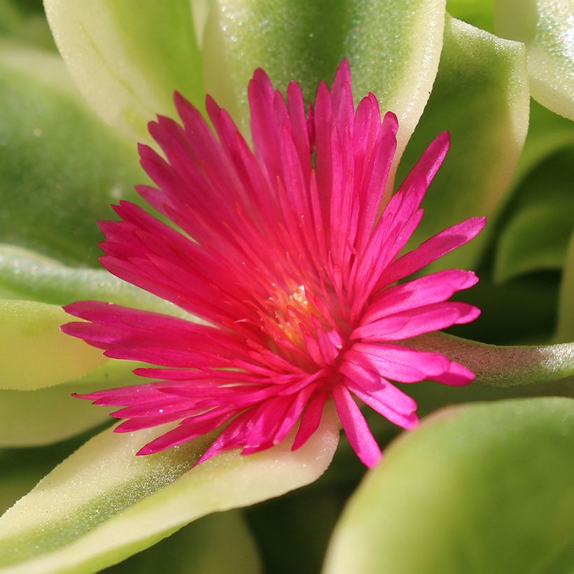 Aptenia cordifolia Variegata - Ficoide à feuilles en coeur (Flowering)