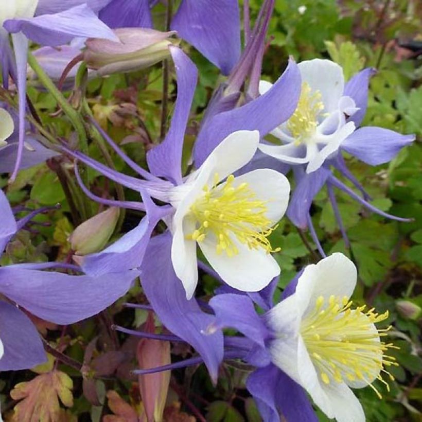 Ancolie Mrs M. Nicholls - Aquilegia (x) hybrida (Flowering)