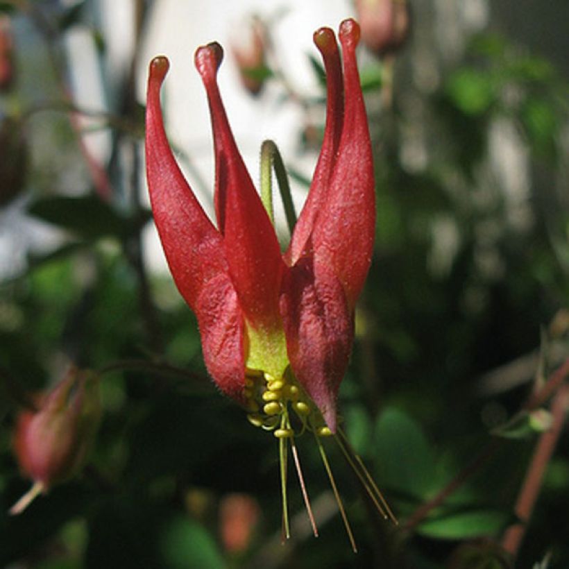 Ancolie du Canada, Aquilegia canadensis Little Lanterns (Floraison)